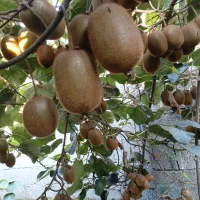 فروشکیویدرشت