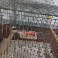 پرنده|پرنده|شاهین‌شهر, عطار|دیوار