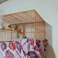 قناری جوجه ۹ماه|پرنده|سمنان, |دیوار