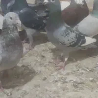 کبوتر پلاکی