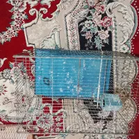 قفس وجاکولری