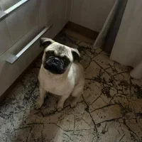 پاگ ۱ ساله تربیت شده