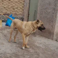 توله سگ سراب