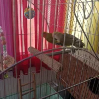 طوطی برزیلی جفت با قفس و متعلقات|پرنده|تهران, بنیهاشم|دیوار