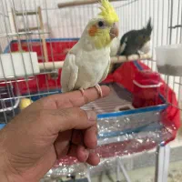 عروس هلندی|پرنده|قشم, |دیوار