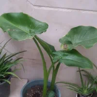 گلهای طبیعی