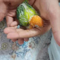 جوجه سرلاکی  طوطی برزیلی|پرنده|قم, یزدان‌شهر|دیوار