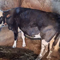 گاو|حیوانات مزرعه|نمین, |دیوار