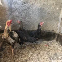 خروس کوشین ومرغ و خروس لاری اصیل|حیوانات مزرعه|مشهد, طلاب|دیوار