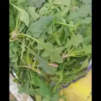 اسفناج تکمران صداقت قیمت 40