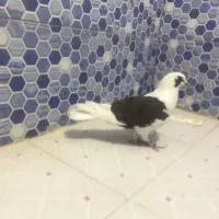 کلوتر دوکتی ‌ماده