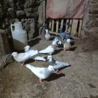 فروش کبوتر طوق