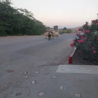 ۳ عدد بره نر|حیوانات مزرعه|فین, |دیوار