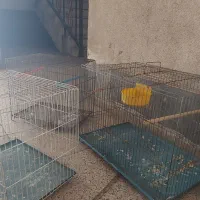 قفس پرنده|لوازم جانبی حیوانات|اهواز, گلستان|دیوار