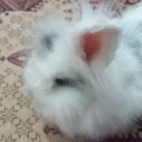 خرگوش -لوپ نر|موش و خرگوش|مشهد, فرخد|دیوار