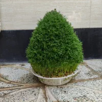 انواع سبزه