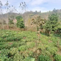 زمین ۱۰۰۰ متری در قلب طبیعت اطاقور با امکان معاوضه