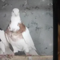 ماده طوقی گم شده