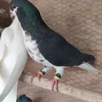 نر افشون سیاه پشت شیرازی سینه گلی