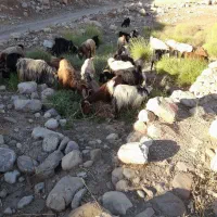 بز چاق چاق|حیوانات مزرعه|اندیمشک, |دیوار