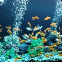 فروش یا معاوضه آکواریوم