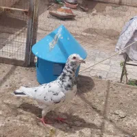 کفتر،کبوتر،سار،المانی