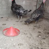 فروش یک جفت بوقلمون