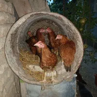مرغ و خروس