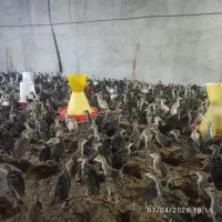 کود بوقلمون