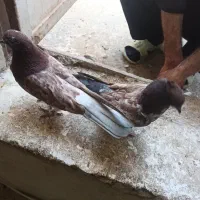 جفت‌کفتر‌‌گرگی