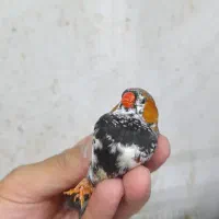 فنچ کینگ نر