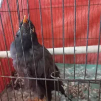 فروش مرغ مینا سخنگو پُر حرف