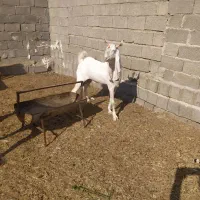 پازن گلابی درجه یک|حیوانات مزرعه|بندر دیر, |دیوار