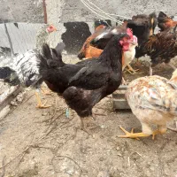 عروسک مرغ و خروس|اسباب‌بازی بچه|اردبیل, |دیوار