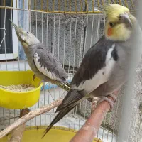 یک جفت عروس هلندی سخنگوورام بازیگوش