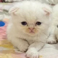 گربه اسکاتیش