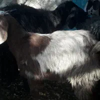 بزغاله چاق برای قربانی جفتی ۱۴میلیون|حیوانات مزرعه|خنداب, |دیوار