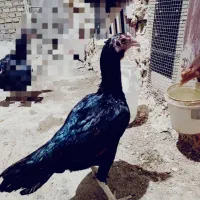 مرغ و جوجه خروس لاری|حیوانات مزرعه|بندر ماهشهر, |دیوار