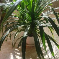 فروش گل|گل و گیاه طبیعی|اصفهان, ملکشهر|دیوار