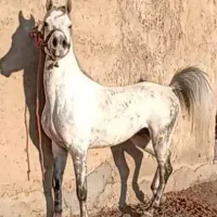 اسب عرب مصری