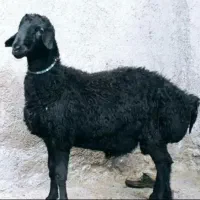 کمر پرگوسفندشیشک‌ پرواری قربانی عقیقه بره نروماده