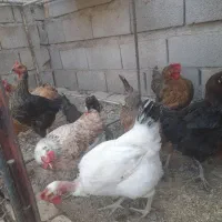 مرغ تخم گذار|حیوانات مزرعه|شوشتر, |دیوار