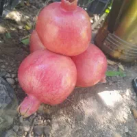 انار میخوش کوهمره|خوردنی و آشامیدنی|شیراز, شهرک مخابرات|دیوار