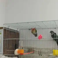 جفت گرینچیک مولد