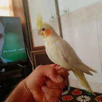 عروس هلندی جوجه|پرنده|یزد, |دیوار