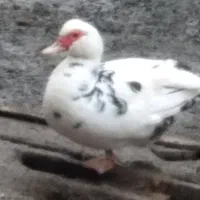 اردک اسراییلی