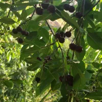 فروش باغ در جاده چالوس روستای زیبای مورود|فروش زمین و ملک کلنگی|آسارا, |دیوار