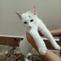 گربه خونگی پیدا شده .واگذاری رایگان