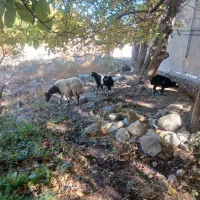 گوسفند بره دار بره هاش جفت نر هستن|حیوانات مزرعه|سراب, |دیوار