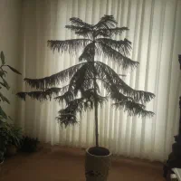 گل زیبا وسرحال|گل و گیاه طبیعی|میاندوآب, |دیوار